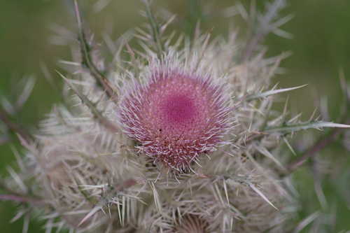 Cirsium horridulum #4